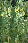 Sticky rosinweed